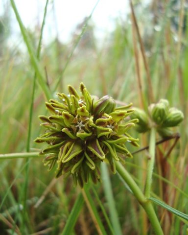 Periglossum angustifolium buds